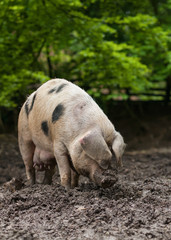 Big spotted domestic pig with black spots graze in the mud on animal farm.