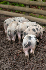 A backside of small young funny dirty pink and black pig piglets looking for foods in the mud..