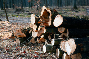 deforestation for the production of furniture, felled and chopped trunks sorted depending on the type of wood