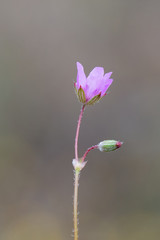 pink lily on a green background