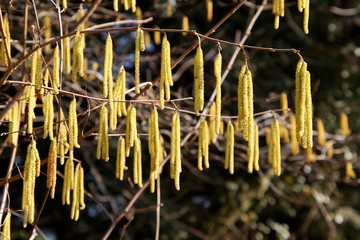 Chatons au printemps