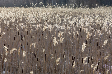Naklejka premium Reeds in winter