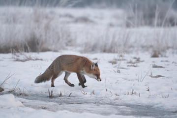 Fototapeta na wymiar red fox in snowy landscape