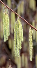 Chatons au printemps