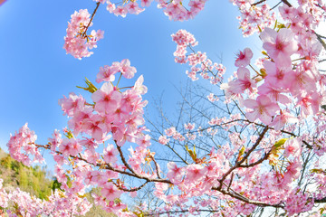 早春の河津桜と青空