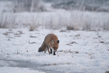Red fox in snowy landscape