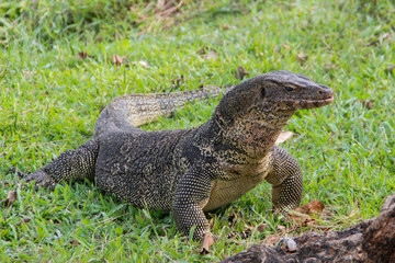 A large scaled monitor lizard in a park in Thailand is hunting on the grass. Wild Animals of Asia