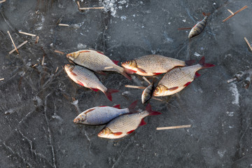 Fish on ice