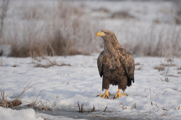 portrait of an whitetailed eagle