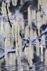 Chatons au printemps