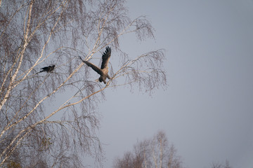 Common raven and White-tailed eagle