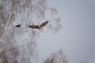 Common raven and White-tailed eagle