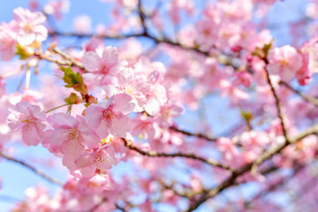 早春の河津桜と青空
