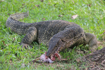 A large scaly monitor lizard in a park in Thailand hunts and eats a bird on the grass. Wild Animals of Asia