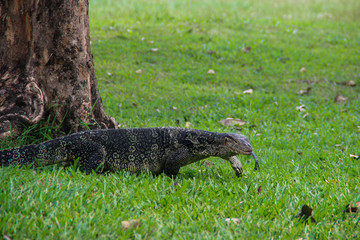 A large scaled monitor lizard in a park in Thailand is hunting on the grass. Wild Animals of Asia