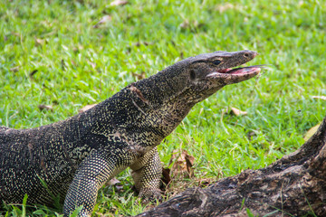 A large scaled monitor lizard in a park in Thailand is hunting on the grass. Wild Animals of Asia