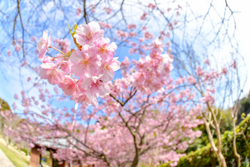早春の河津桜と青空