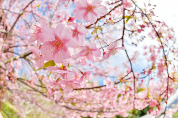 早春の河津桜と青空