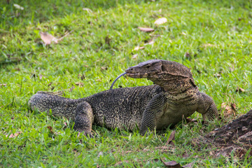 A large scaled monitor lizard in a park in Thailand is hunting on the grass. Wild Animals of Asia