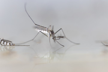 Anopheles sp. is a species of mosquito in the order Diptera, Anopheles sp. in the water for...