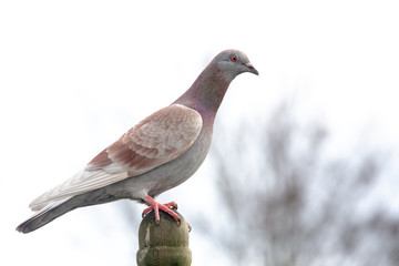Red and grey feral Pigeon