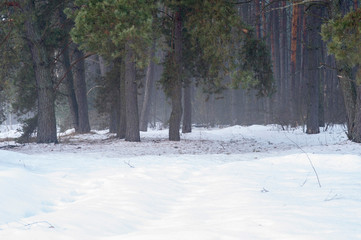 Spring pine forest in the morning misty haze with snow drifts in the foreground. Natural background