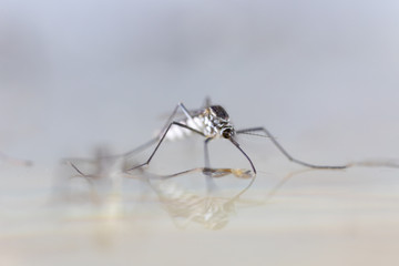 Anopheles sp. is a species of mosquito in the order Diptera, Anopheles sp. in the water for education.