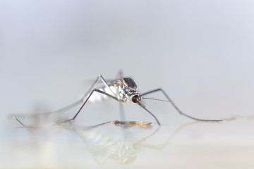 Anopheles sp. is a species of mosquito in the order Diptera, Anopheles sp. in the water for education.