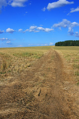 Fototapeta na wymiar Empty dirt road in a field