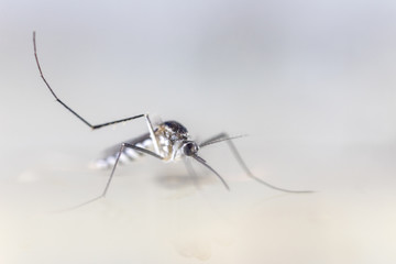 Anopheles sp. is a species of mosquito in the order Diptera, Anopheles sp. in the water for...