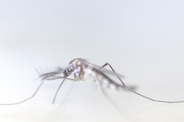 Anopheles sp. is a species of mosquito in the order Diptera, Anopheles sp. in the water for education.