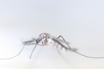 Anopheles sp. is a species of mosquito in the order Diptera, Anopheles sp. in the water for...