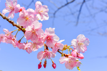 早春の河津桜と青空