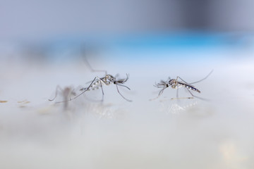 Anopheles sp. is a species of mosquito in the order Diptera, Anopheles sp. in the water for education.