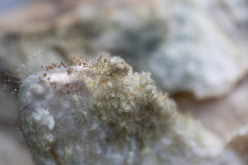 Rhizopus (bread mold) is a genus of common saprophytic fungi,Rhizopus (bread mold) under the microscope.