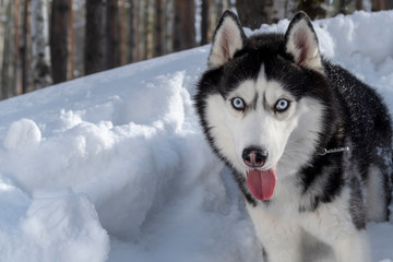 Siberian husky dog portrait on winter snowy forest background. Front view. Copy space.