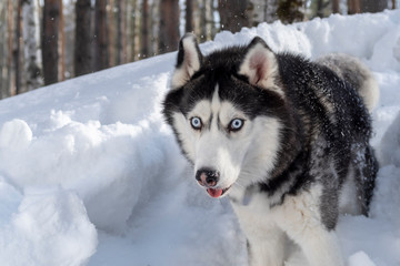 Siberian husky dog on winter background. 