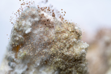 Rhizopus (bread mold) is a genus of common saprophytic fungi,Rhizopus (bread mold) under the microscope.