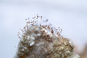 Rhizopus (bread mold) is a genus of common saprophytic fungi,Rhizopus (bread mold) under the microscope.