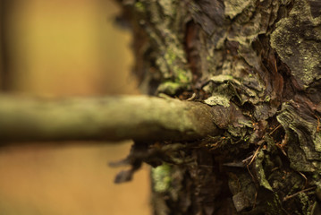 Fototapeta premium lizard on tree