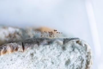 Rhizopus (bread mold) is a genus of common saprophytic fungi,Rhizopus (bread mold) under the microscope.