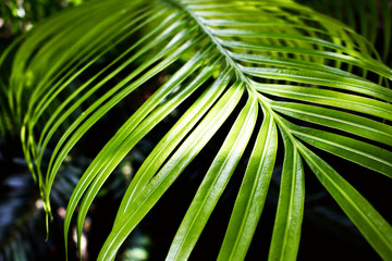 Fototapeta na wymiar Fresh green leaves pattern of tropical fern tree growth in the nature forest
