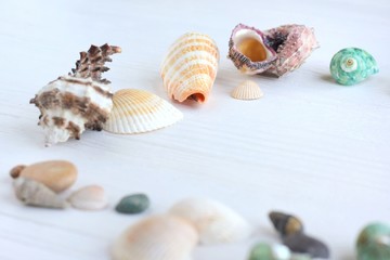 Colorful beautiful tropical seashells with selective focus on white wooden background. Summer vacation backdrop with different exotic sea shells. Beautiful summer flat lay with set of natural shell