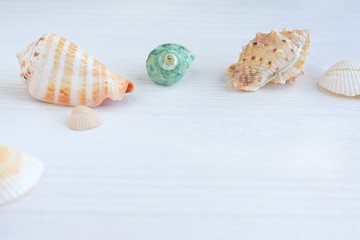Colorful beautiful tropical seashells with selective focus on white wooden background. Summer vacation backdrop with different exotic sea shells. Beautiful summer flat lay with set of natural shell