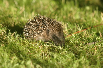 Hérisson juvénile-1