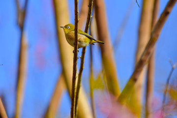 早春の河津桜と青空