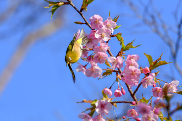 早春の河津桜と青空
