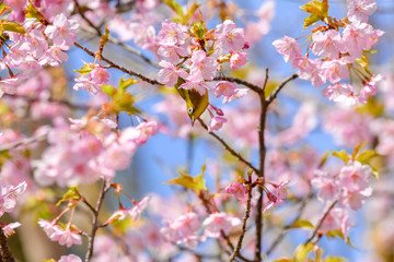 早春の河津桜と青空