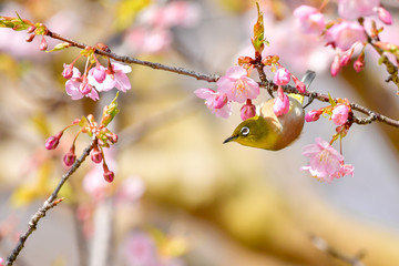 早春の河津桜と青空