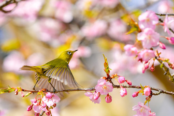 早春の河津桜と青空